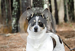 Jack Russell Terrier cattledog mixed breed dog portrait