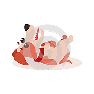 Jack russell terrier character laying upside down on his back , cute funny dog vector Illustration