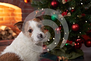 Jack Russell Terrier by the Christmas tree. Party with a pet