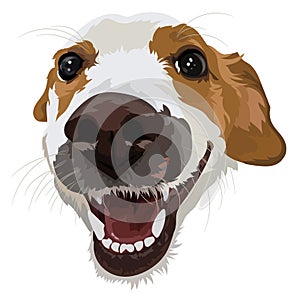 Jack Russell terrier close-up portrait of a dog. Vector illustration