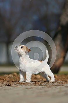 Jack Russell terrier conformation show dog portrait