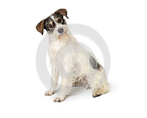 Jack Russell Terrier Crossbreed Dog Sitting Tilting Head