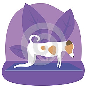 Jack russell terrier or cute character doing yoga on plants background, flat vector stock illustration with dog doing yoga asanas