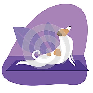 Jack russell terrier or cute character doing yoga on plants background, flat vector stock illustration with dog doing yoga asanas