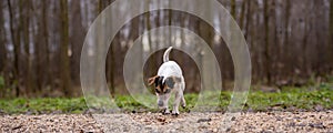 Jack Russell Terrier Cute dog is following a trail