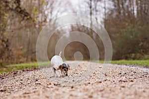 Jack Russell Terrier Cute dog is following a trail