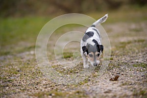 Jack Russell Terrier Cute dog is following a trail