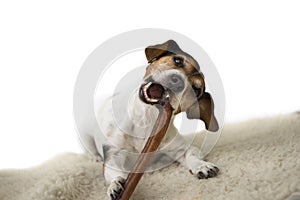 Jack Russell Terrier - Cute little dog eats and chews with enjoyment - isolated against white background