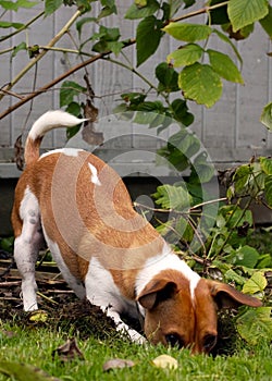 Jack Russell Terrier digging in the yard