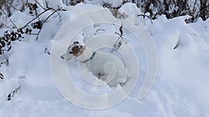 Jack Russell Terrier digs a hole. The dog digs and hunts in the snowy forest