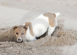 Jack Russell terrier digs hole in sand