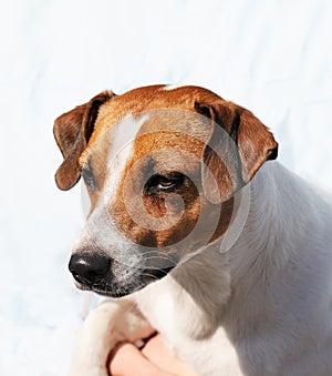 Jack Russell terrier dog