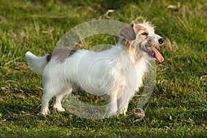 Jack Russell terrier dog