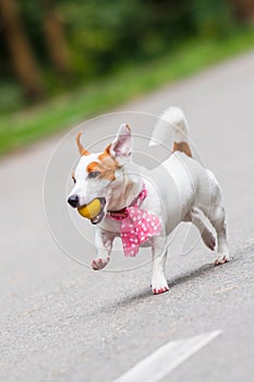 Jack Russell Terrier dog