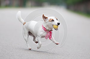 Jack Russell Terrier dog