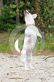 Jack Russell Terrier dog