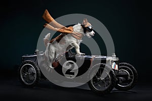 A Jack Russell Terrier dog commands a classic motorcycle sidecar