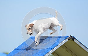 Jack Russell Terrier at Dog Agility Trial