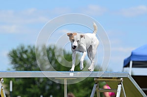 Jack Russell Terrier at Dog Agility Trial