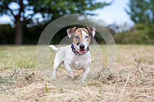 Jack Russell terrier dog in backyard