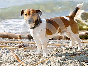 Jack Russell Terrier