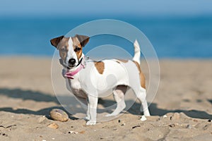 Jack Russell Terrier dog on the beach in a background of blue sea.