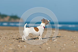 Jack Russell Terrier dog on the beach in a background of blue sea.