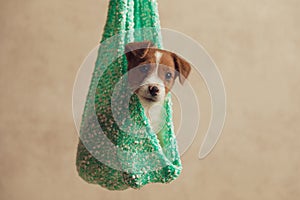 Jack russell terrier dog being fascinated of what he sees