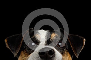 Jack Russell Terrier Dog on Black background