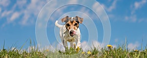 Jack Russell Terrier dog in blooming spring meadow in front of blue sky