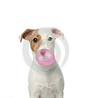 Jack Russell Terrier dog blowing bubble gum on white background