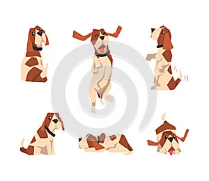 Jack Russell Terrier Dog with Cute Snout and Coat with Brown Spot in Different Pose Vector Set