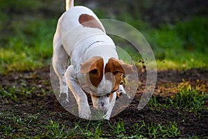 Jack Russell Terrier dog digging ground in garden photo