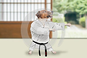 Jack russell terrier dog doing karate kata dance form