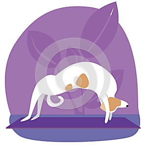 Jack Russell Terrier or dog doing stretching or asana, flat stock vector illustration with pet character and tropical plants as a