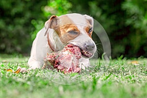 Jack Russell Terrier Dog Eat A Raw Bone