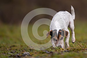 Jack Russell Terrier dog in the forest