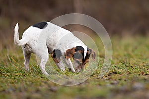 Jack Russell Terrier dog in the forest