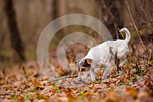 Jack Russell Terrier dog in the forest