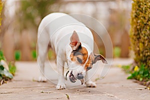 Jack Russell Terrier dog gnaws on the bone on a path.