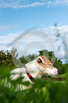 A Jack Russell terrier dog in a green field looking to its left.