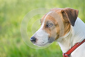 Jack Russell Terrier dog in the green grass