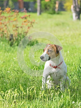 Jack Russell Terrier dog in the green grass