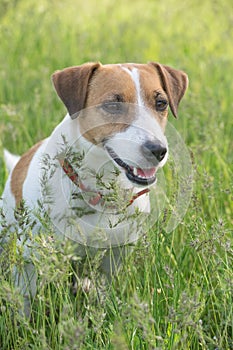 Jack Russell Terrier dog in the green grass