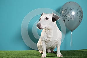 Jack russell terrier dog with happy birthday balloon on turquoise background