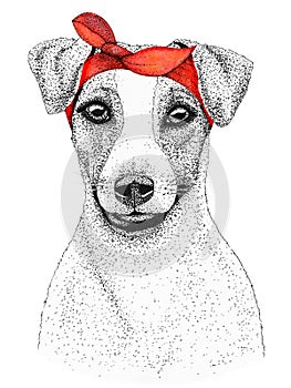 Jack russell terrier dog head hand drawn illustration. Doggy in pin-up red bandana, isolated