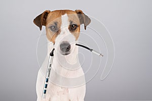 Jack russell terrier dog hold usb in its mouth.