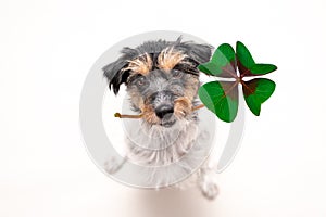 Jack Russell Terrier dog is holding a four-leaf clover lucky charm and looking up