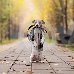 Jack Russell Terrier dog holding a leash for a walk in the autumn park.