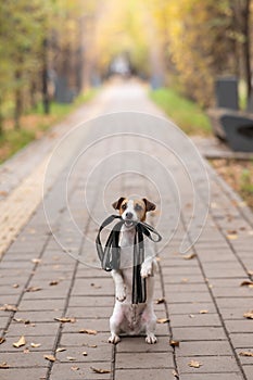 Jack Russell Terrier dog holding a leash for a walk in the autumn park.